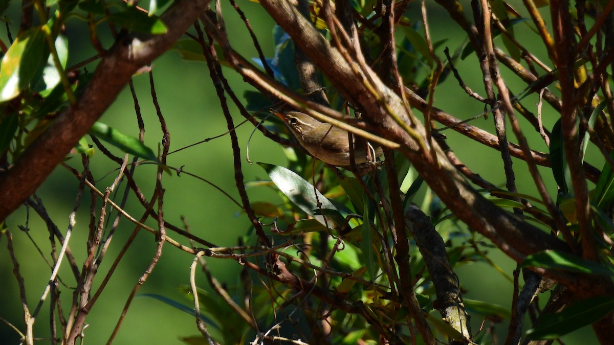 Japanese Leaf/Arctic/Kamchatka Leaf Warbler - ML607375871