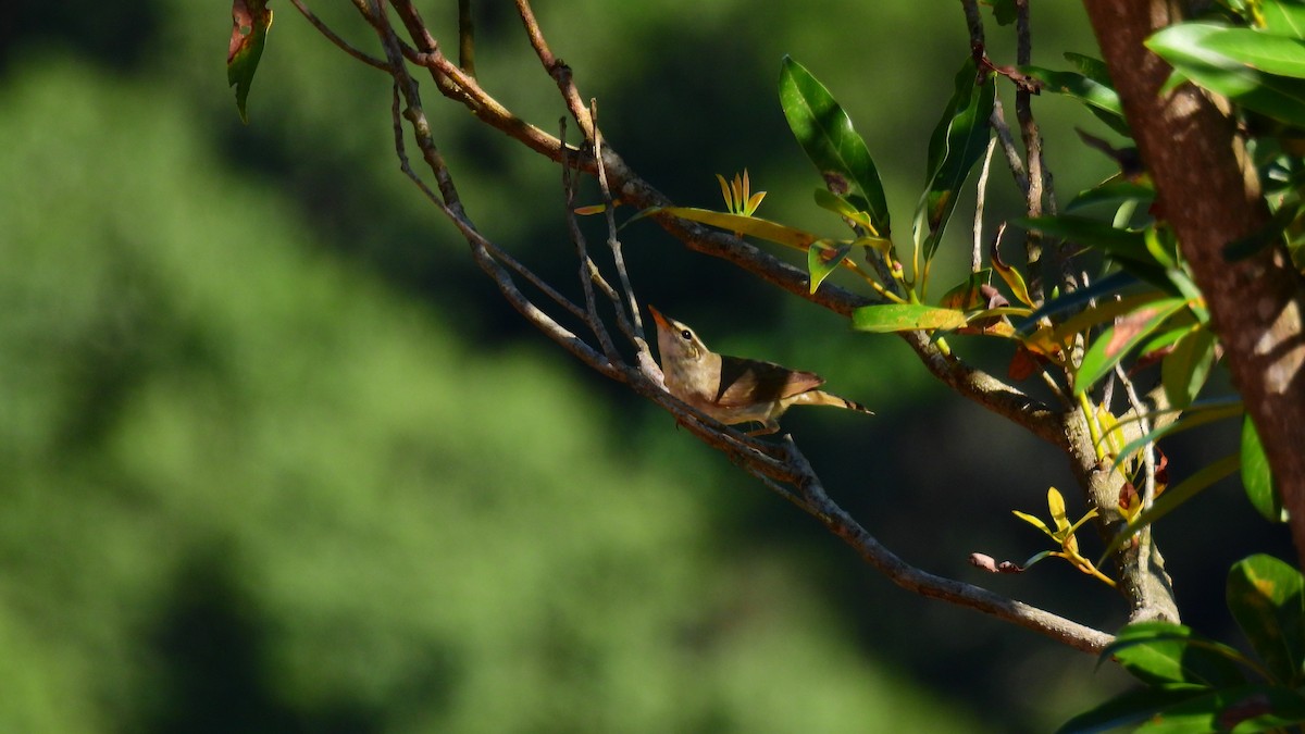 Japanese Leaf/Arctic/Kamchatka Leaf Warbler - ML607375881