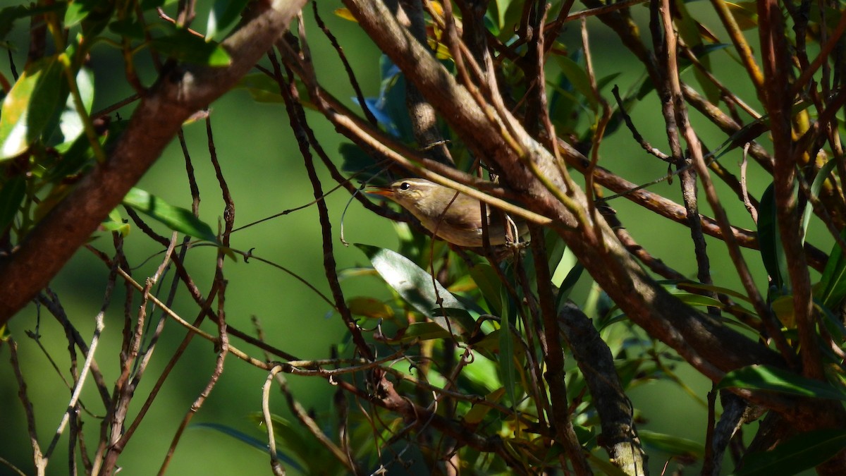 Japanese Leaf/Arctic/Kamchatka Leaf Warbler - ML607375891