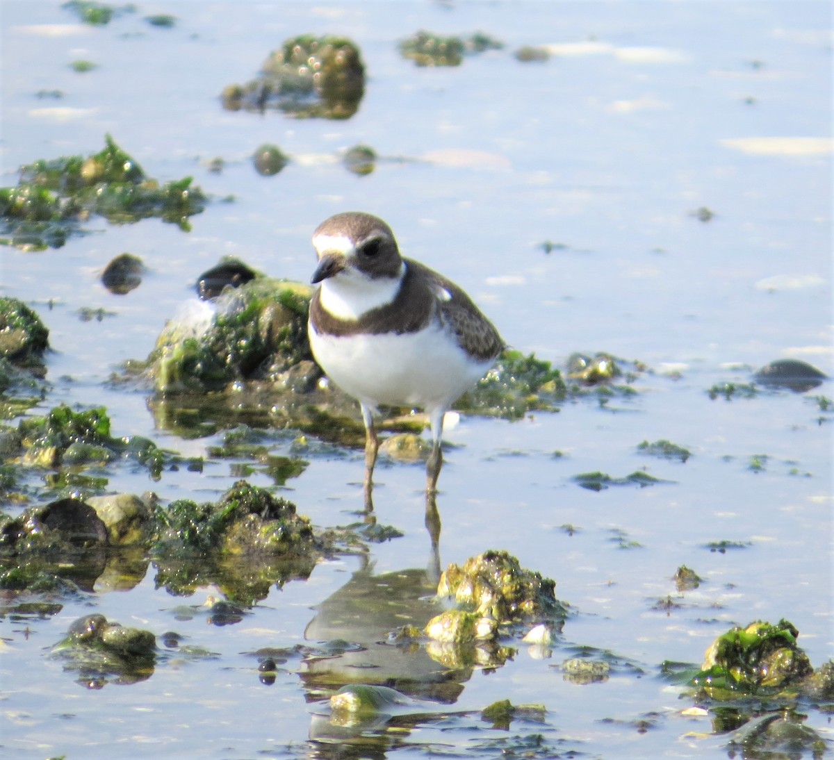 Semipalmated Plover - Evie Chauncey