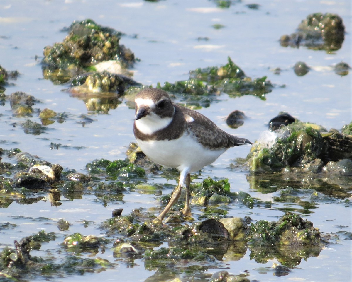 Semipalmated Plover - ML607376251