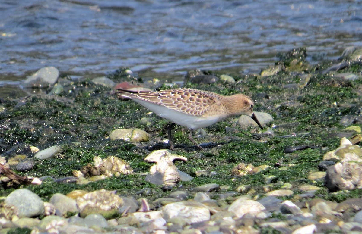 Baird's Sandpiper - ML607376621