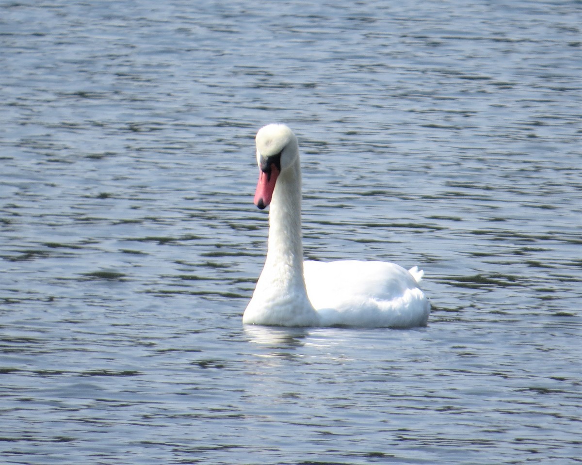 Mute Swan - ML607380381