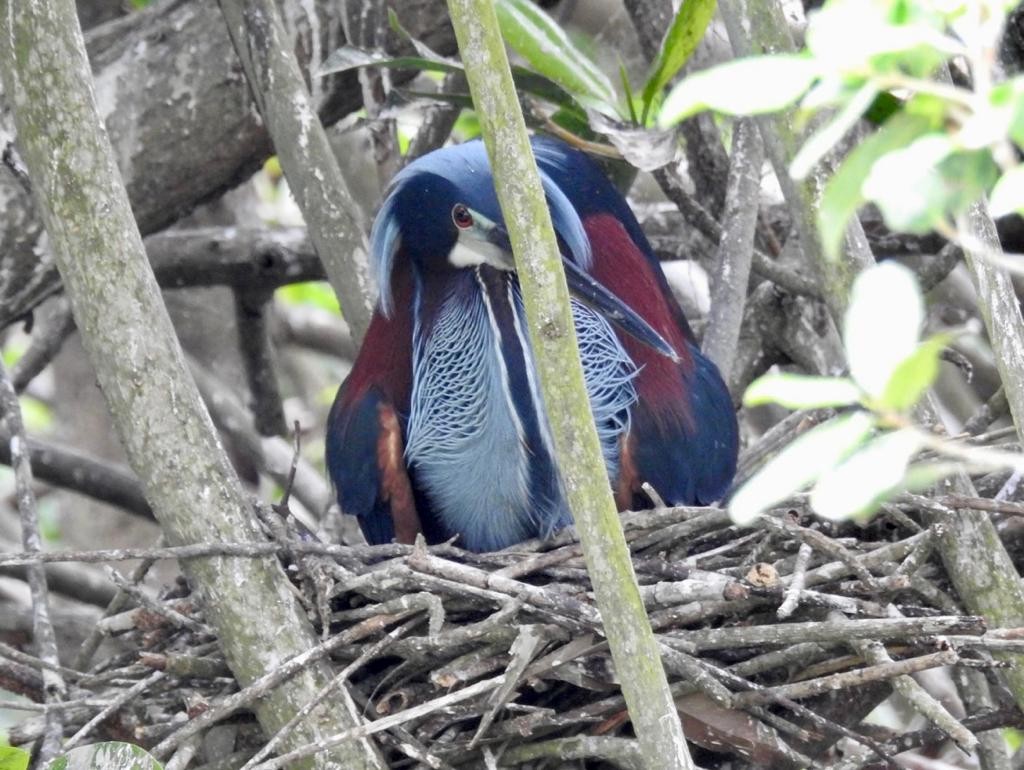 Agami Heron - ML607381441