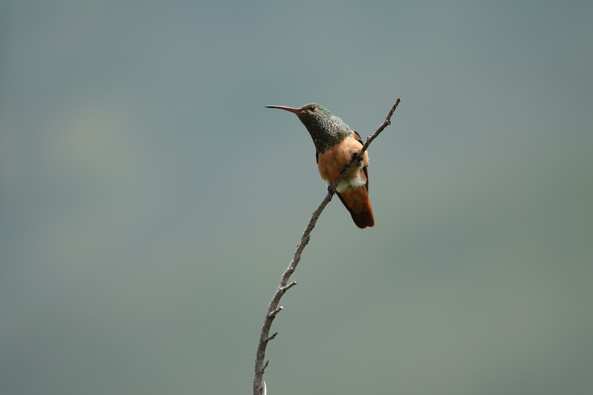 Chestnut-bellied Hummingbird - ML607381881