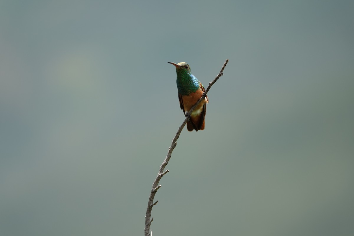 kolibřík kaštanovobřichý - ML607381891