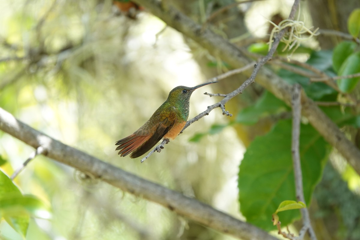 Chestnut-bellied Hummingbird - ML607381901