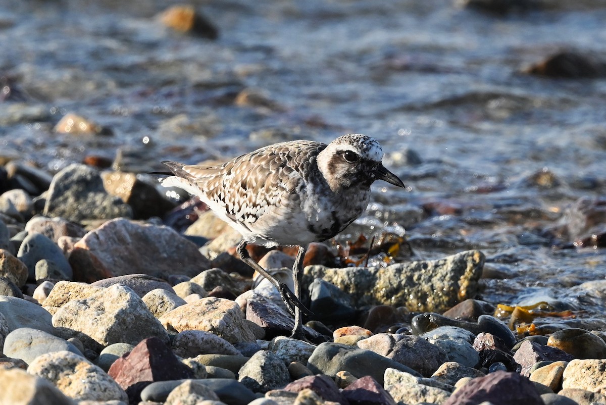 Black-bellied Plover - Dan O'Brien