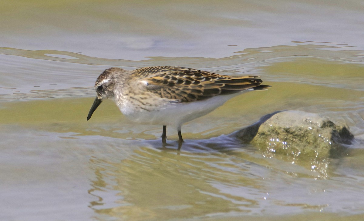 Western Sandpiper - Sue Riffe