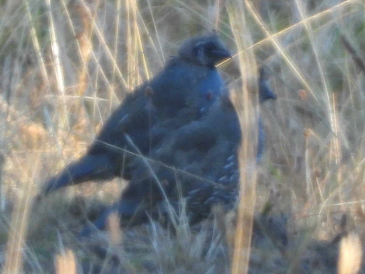 California Quail - ML607382641