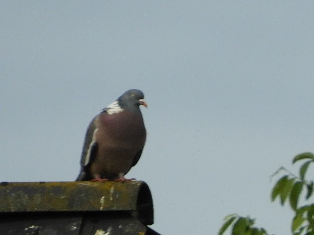 Common Wood-Pigeon - ML60738371