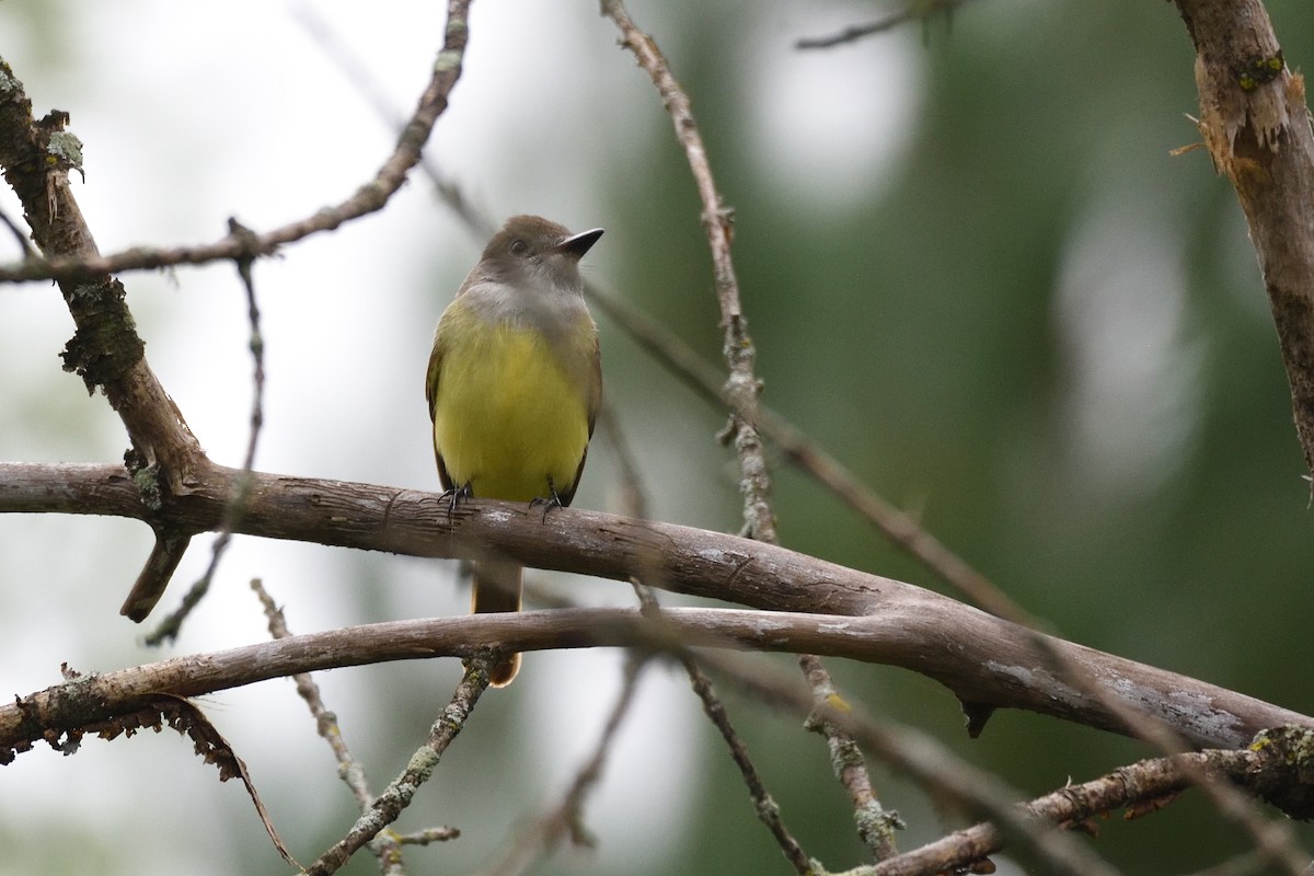 Great Crested Flycatcher - ML607384521