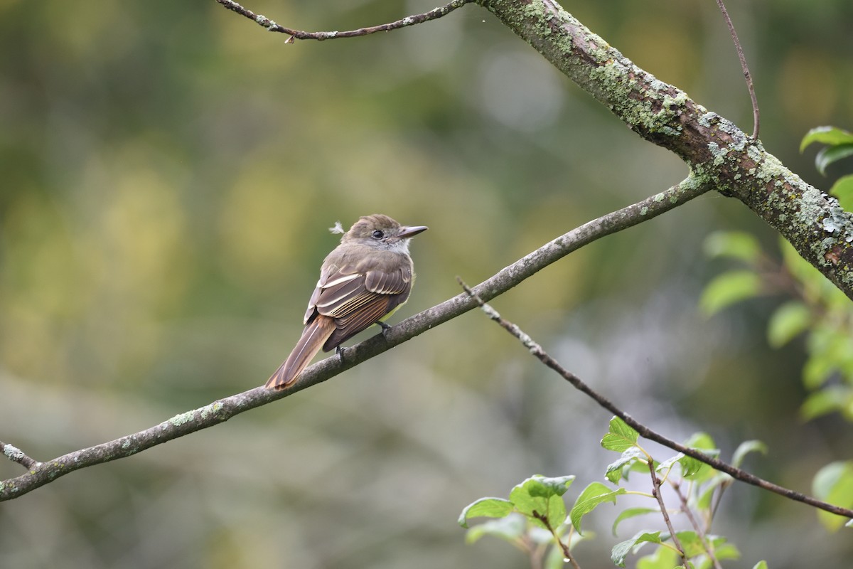 Great Crested Flycatcher - ML607384541