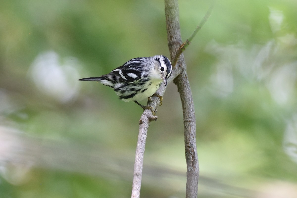 Black-and-white Warbler - ML607385471