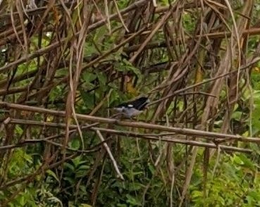 Black-and-white Seedeater - Henrry Villegas