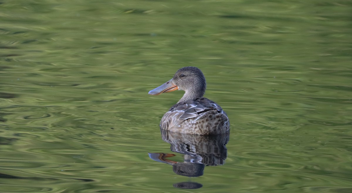 Northern Shoveler - Stefan Mutchnick