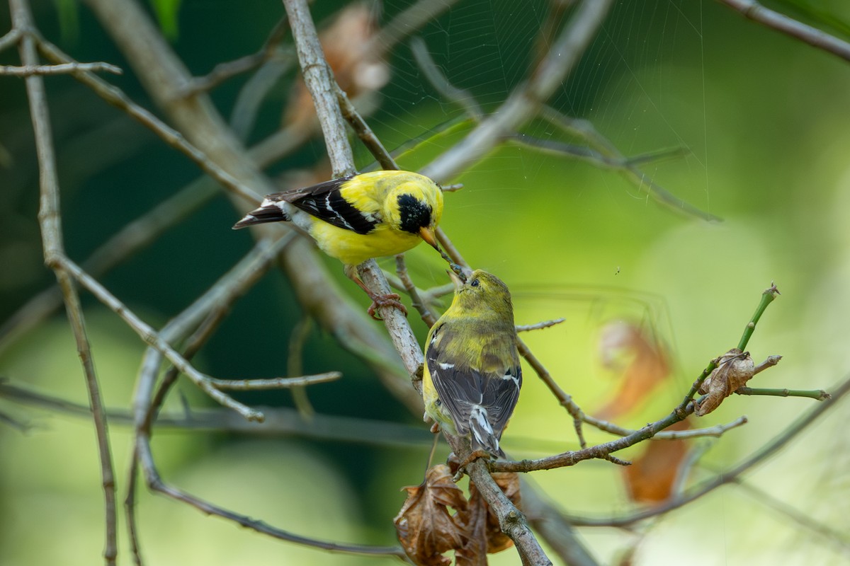 Chardonneret jaune - ML607387371