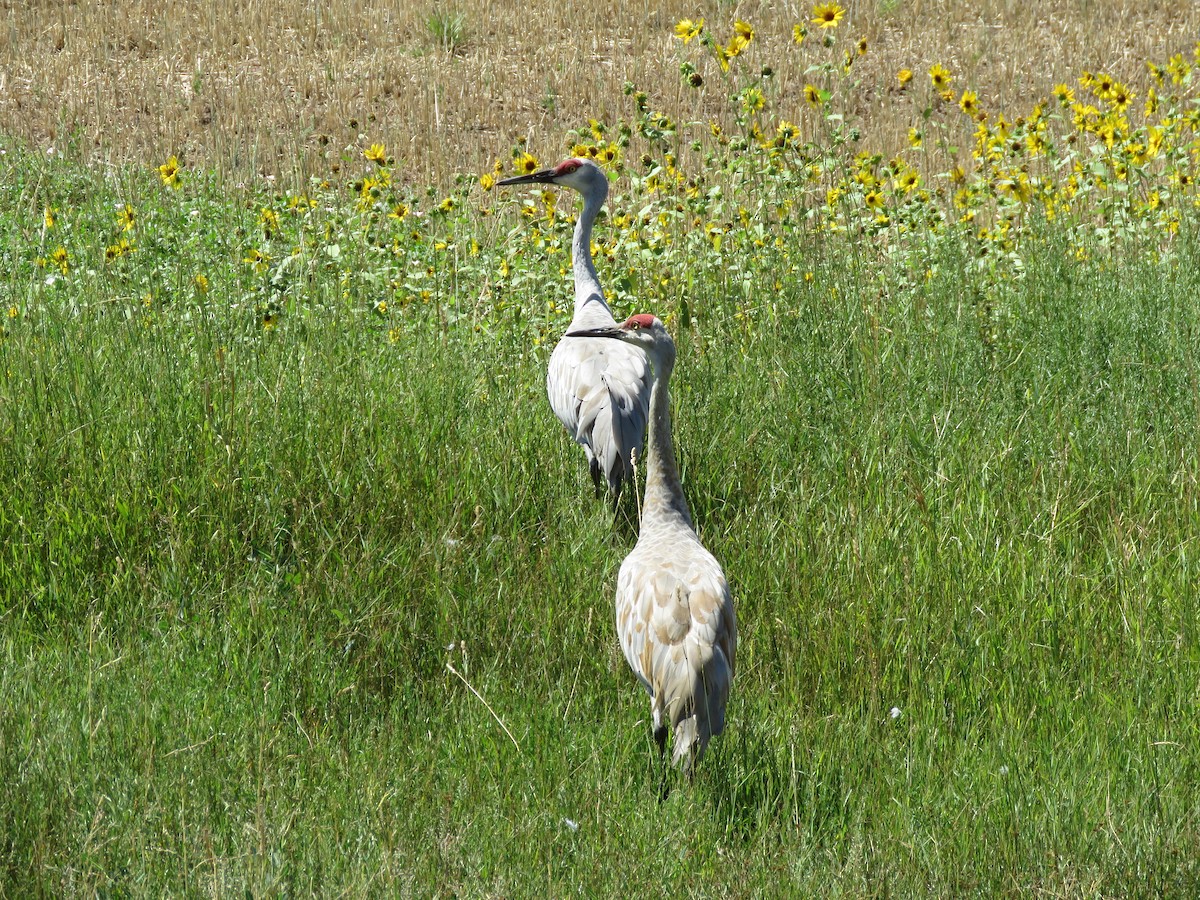 Sandhill Crane - ML607388201