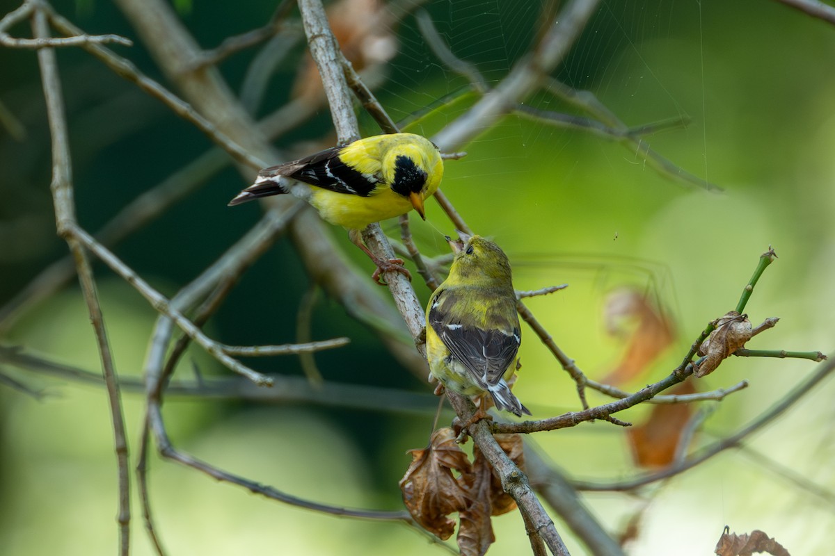 American Goldfinch - ML607388211