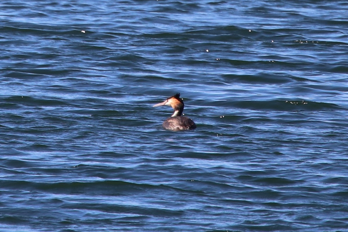 Great Crested Grebe - ML607388471