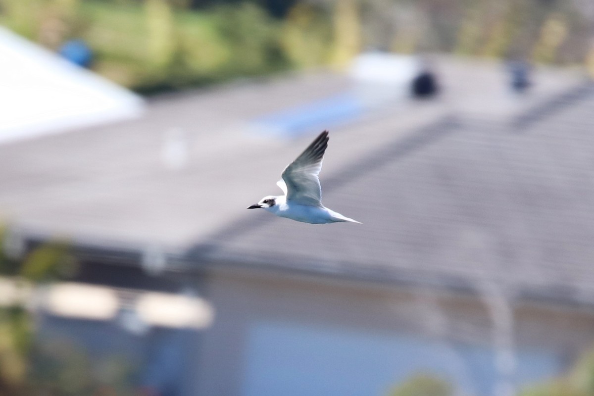 Australian Tern - ML607388561