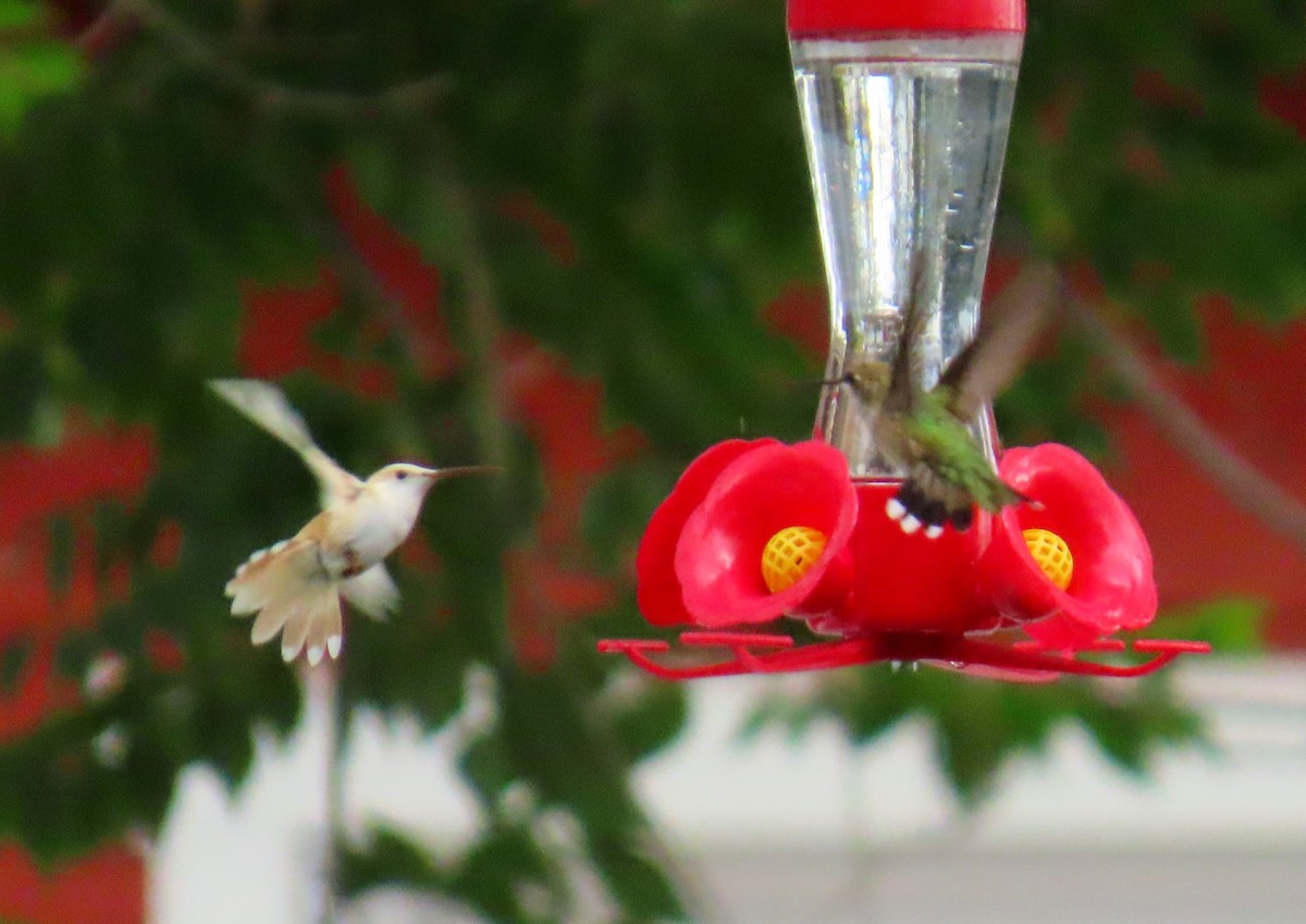 Black-chinned Hummingbird - ML607389531