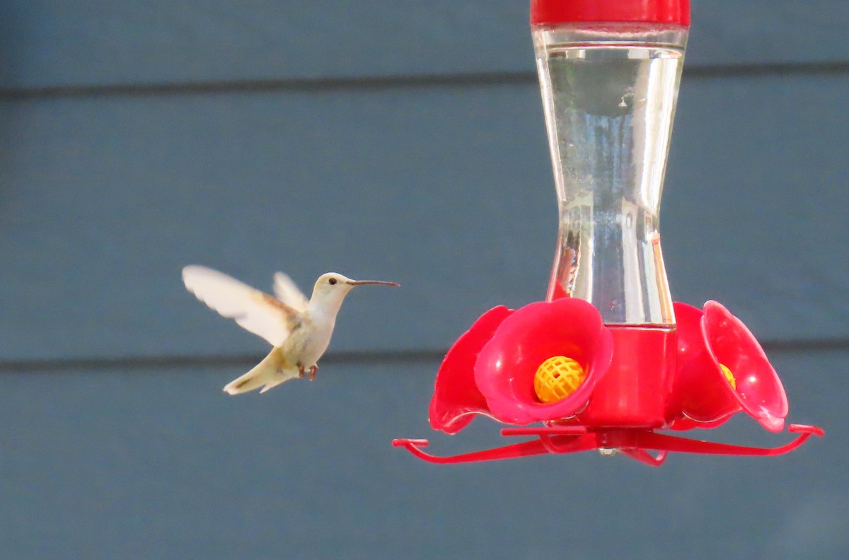 Black-chinned Hummingbird - ML607389541