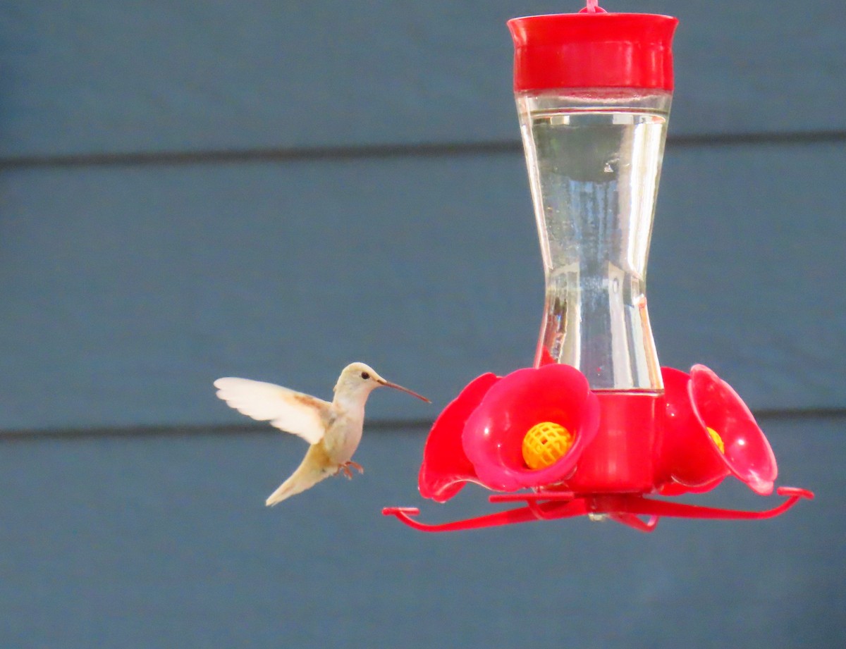 Black-chinned Hummingbird - ML607389551