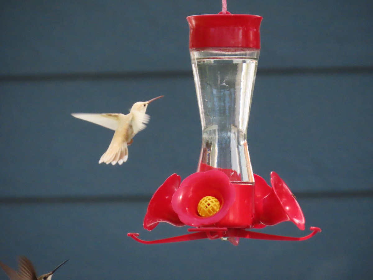 Black-chinned Hummingbird - ML607389561