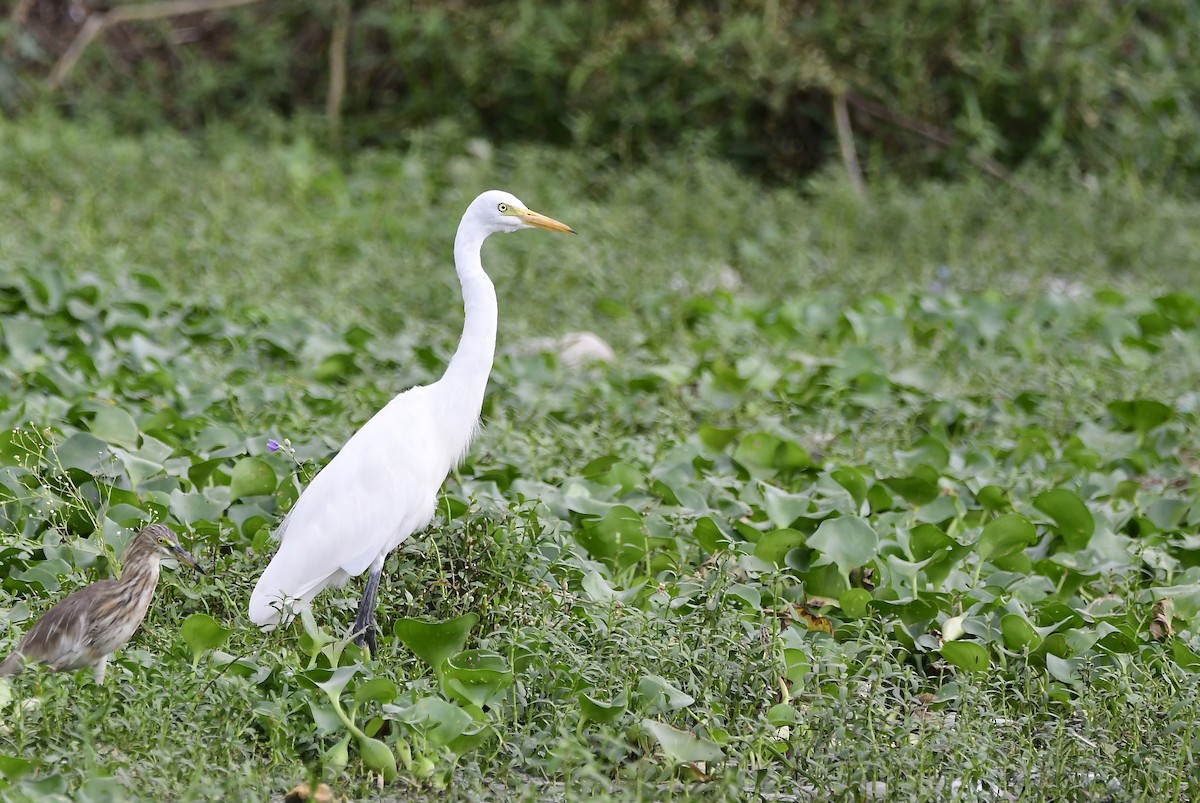 Medium Egret - ML607391391