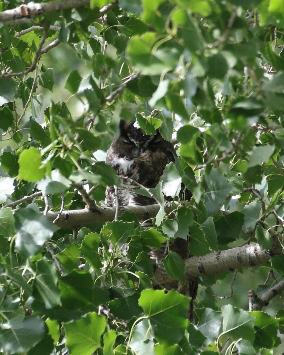 Great Horned Owl - ML607391761