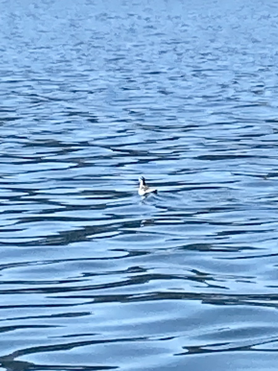 Нарийн сэлээхэй - ML607392721