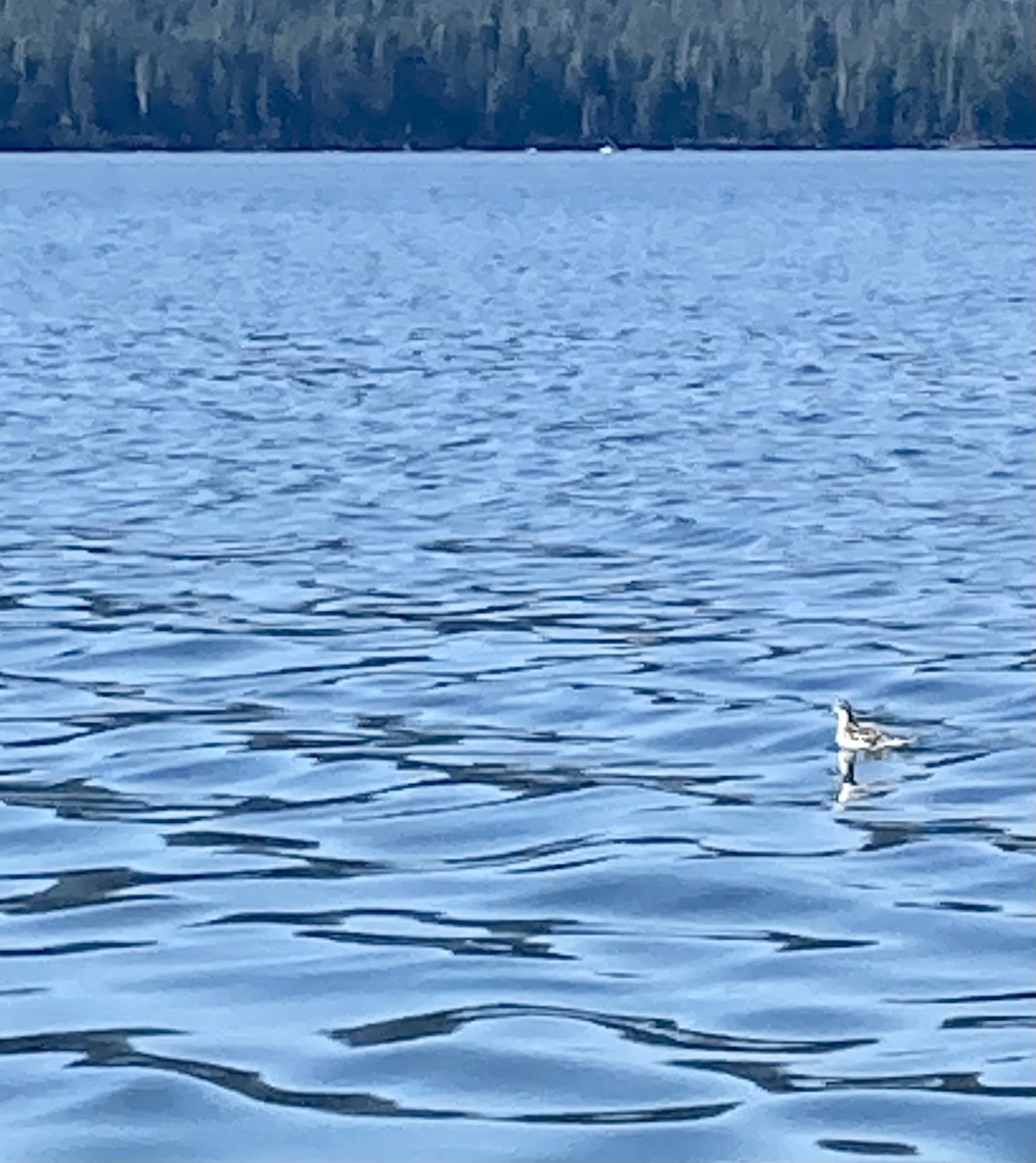 Нарийн сэлээхэй - ML607392731