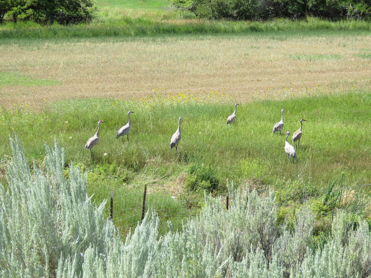 Sandhill Crane - ML607393031