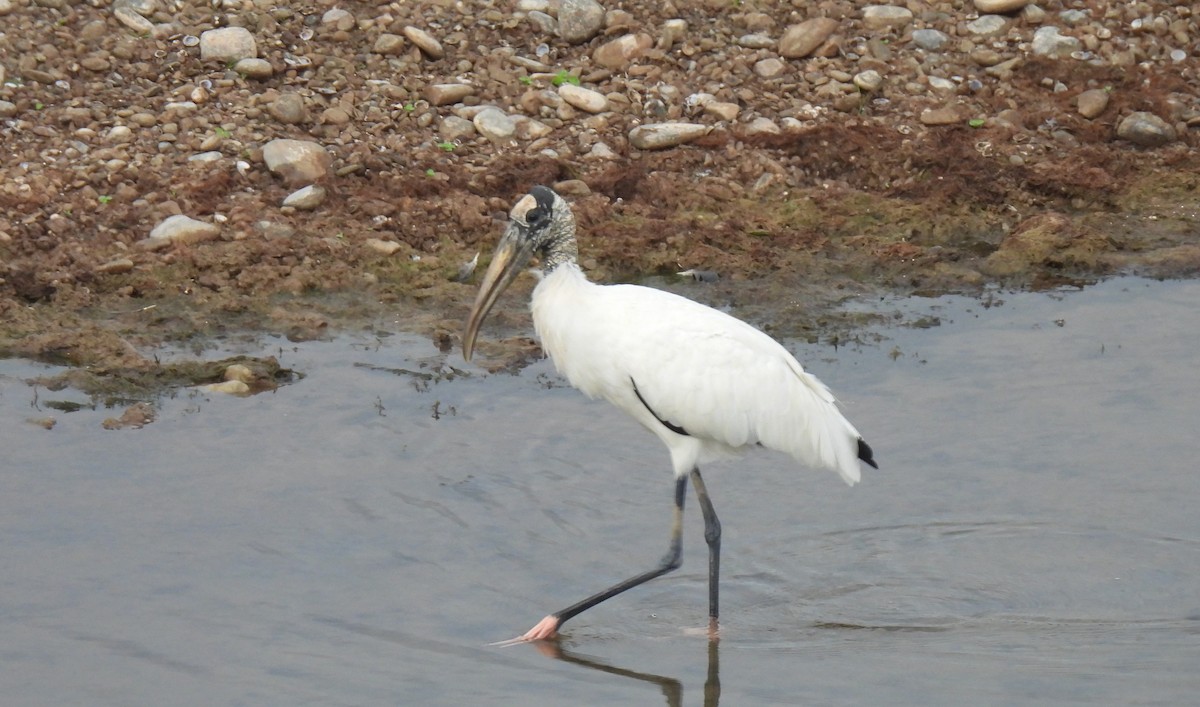 Wood Stork - ML607393701