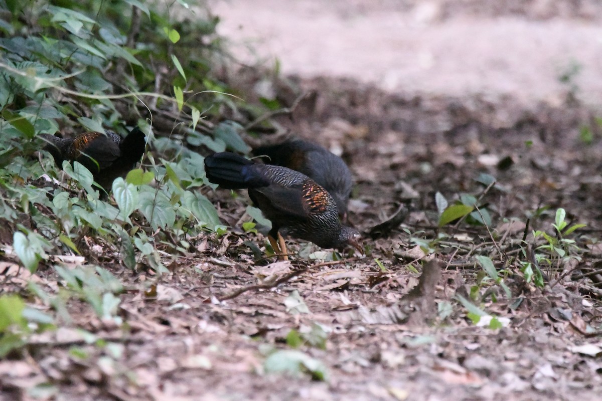 Gray Junglefowl - ML607394071