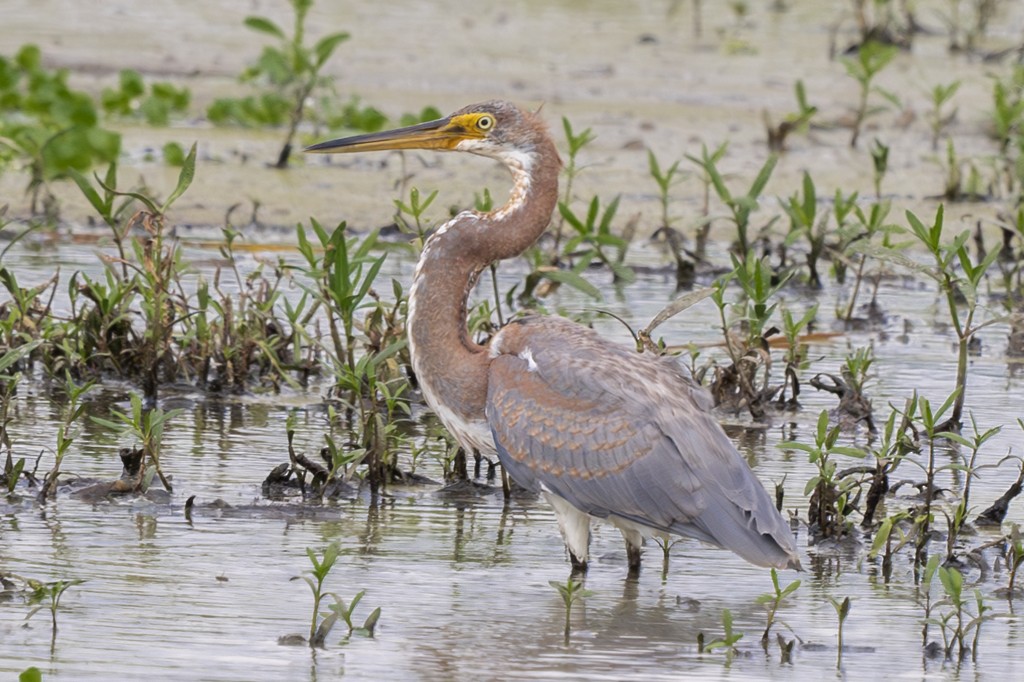 Tricolored Heron - ML607394101