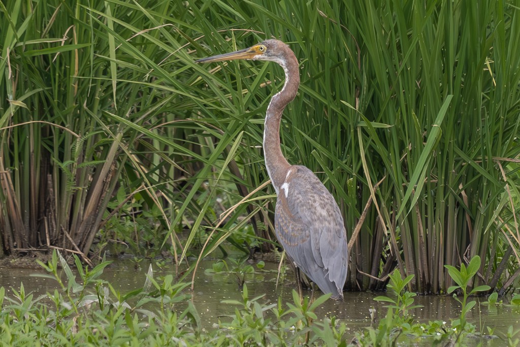 Tricolored Heron - ML607394111