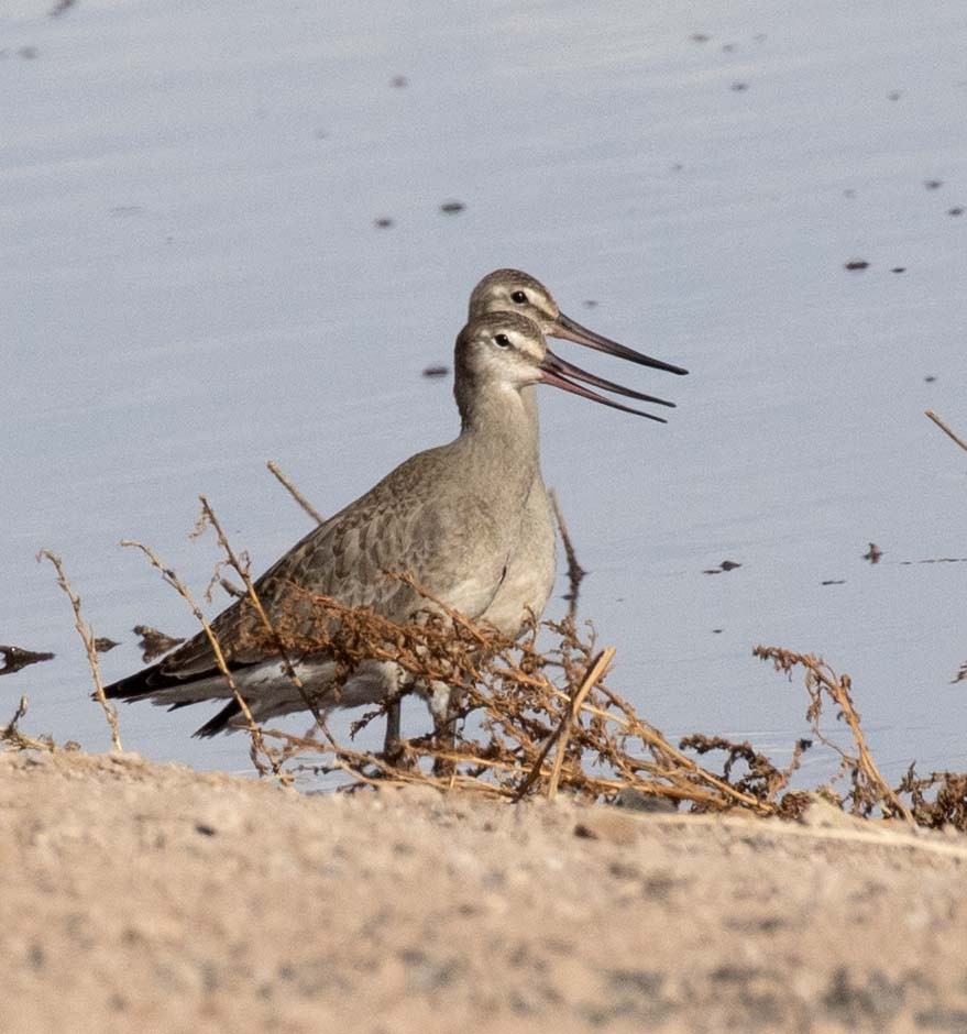 Hudsonian Godwit - ML607394161