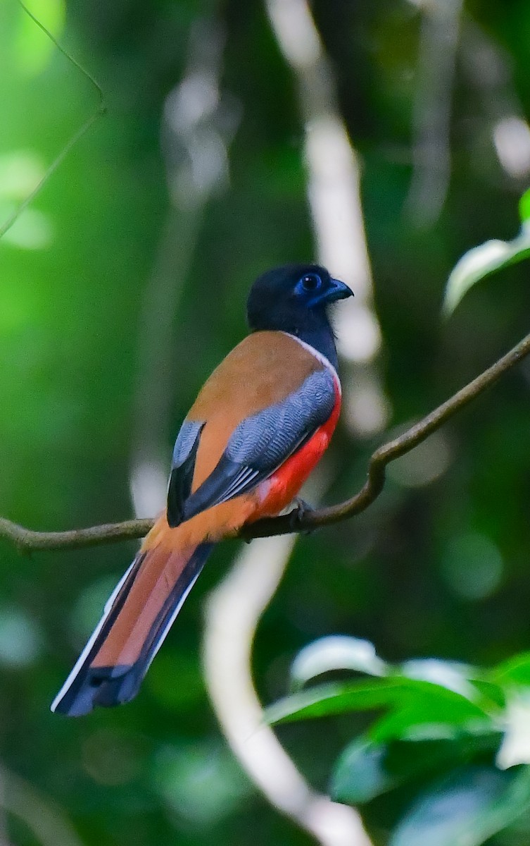 Malabar Trogon - ML607394191