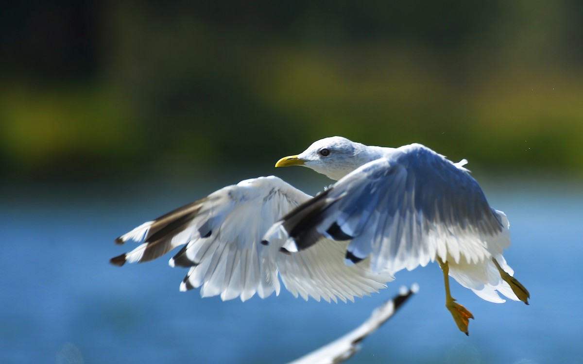Short-billed Gull - Asher  Warkentin