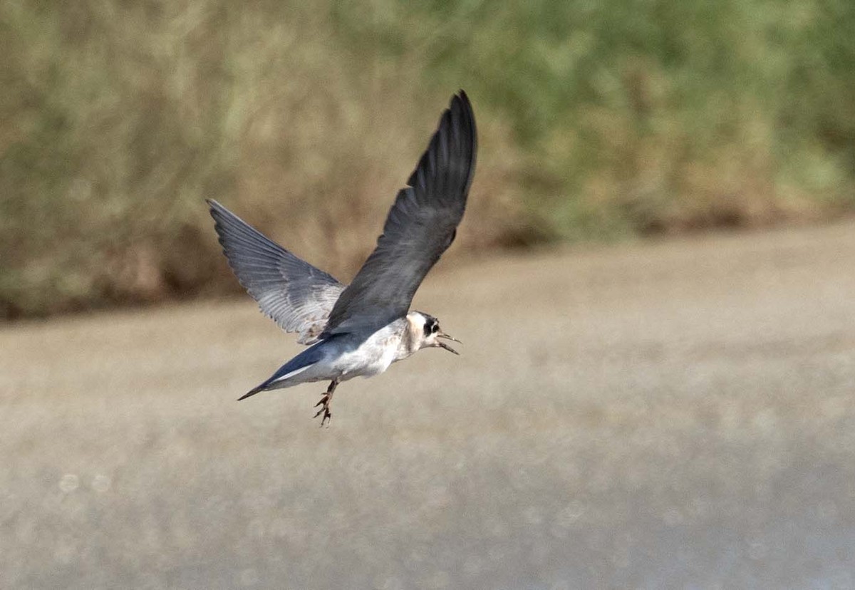 Black Tern - Andy Moore