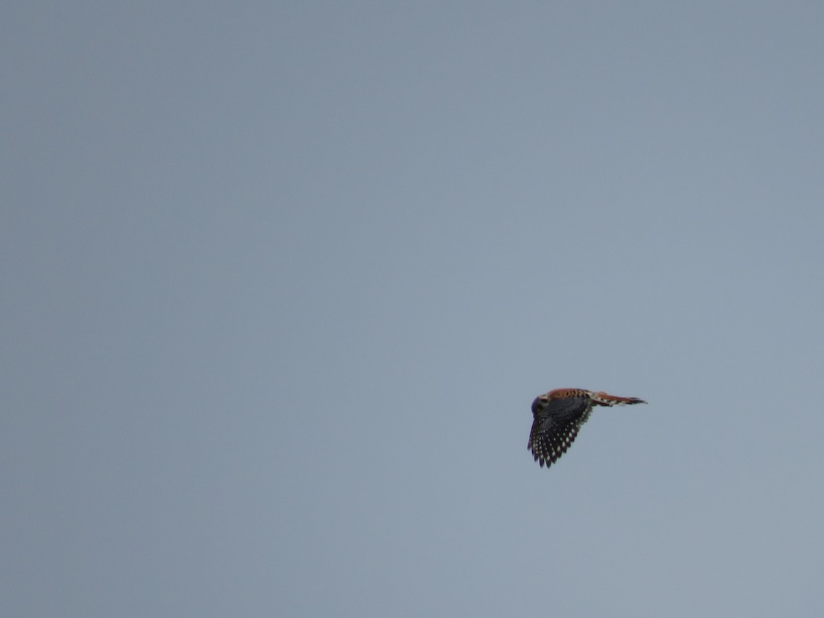 American Kestrel - Nita Clemmer