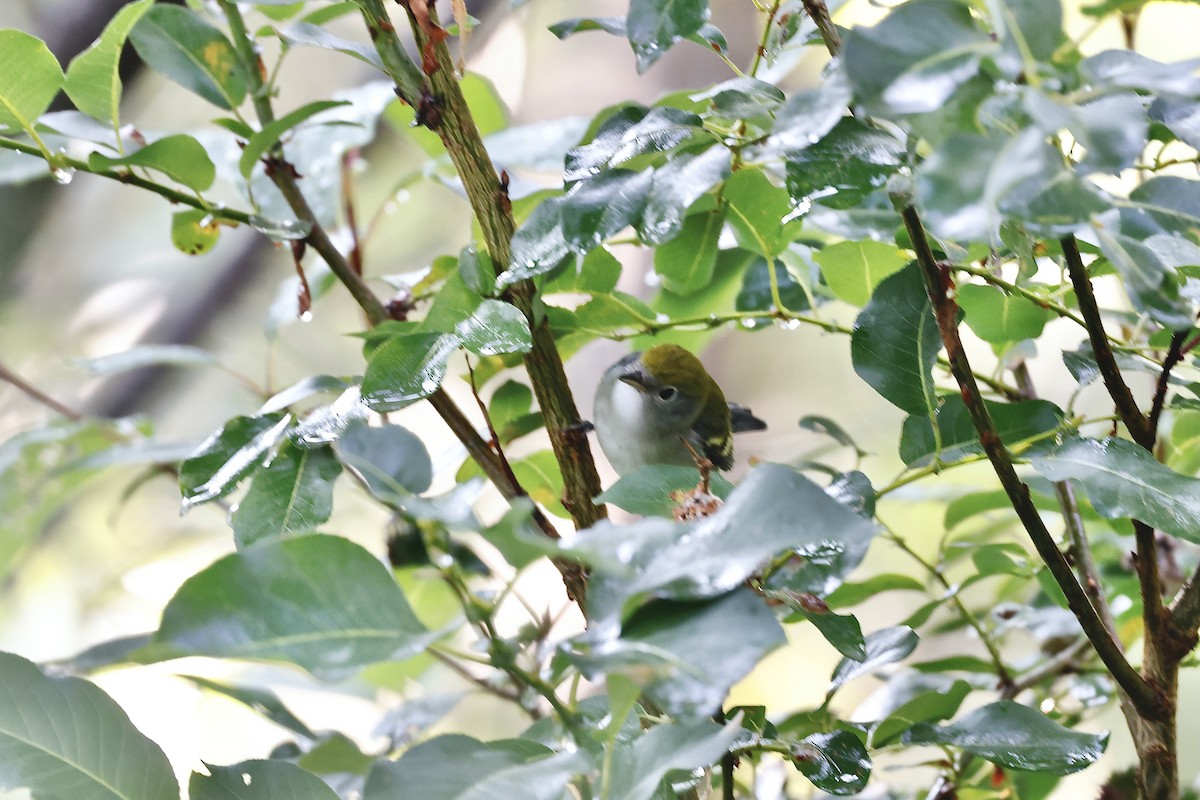 Chestnut-sided Warbler - Lorna Aynbinder