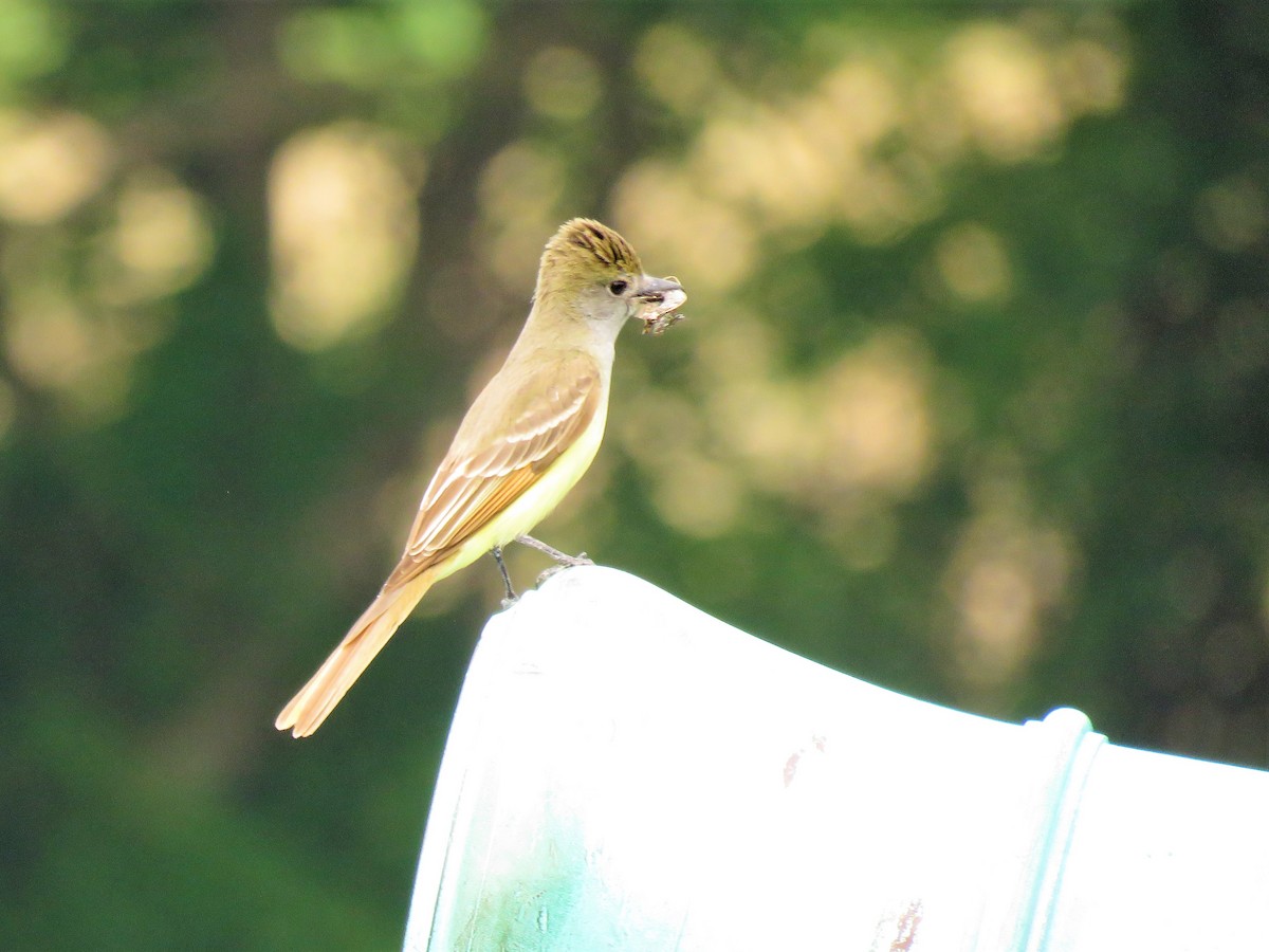 Great Crested Flycatcher - Nita Clemmer