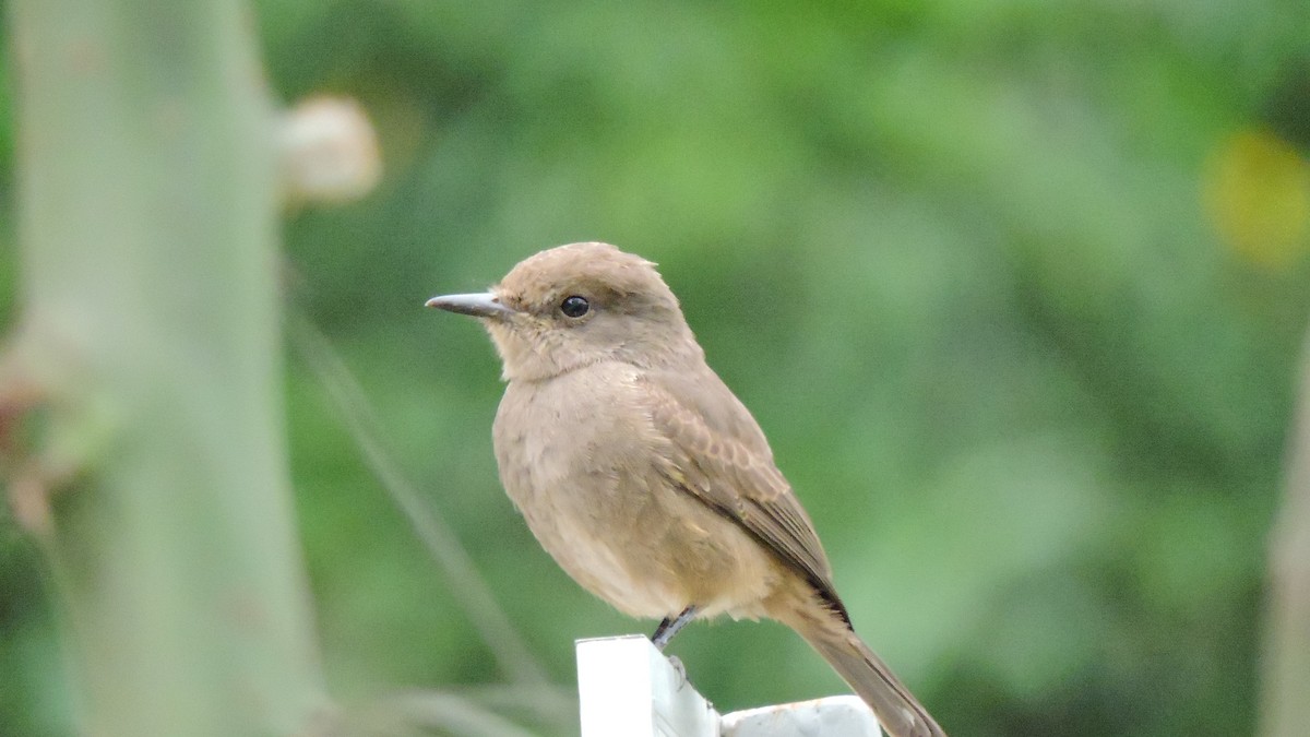 Vermilion Flycatcher - ML607396071