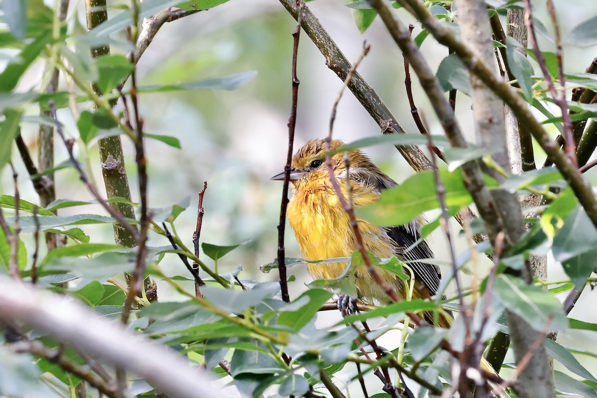 Baltimore Oriole - Lorna Aynbinder