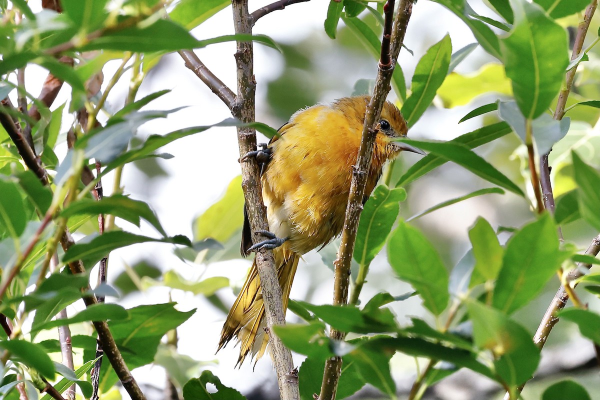 Baltimore Oriole - Lorna Aynbinder