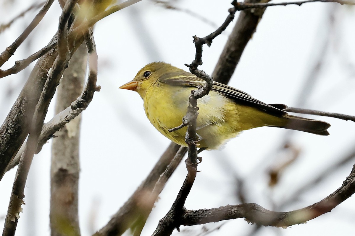 Western Tanager - Lorna Aynbinder