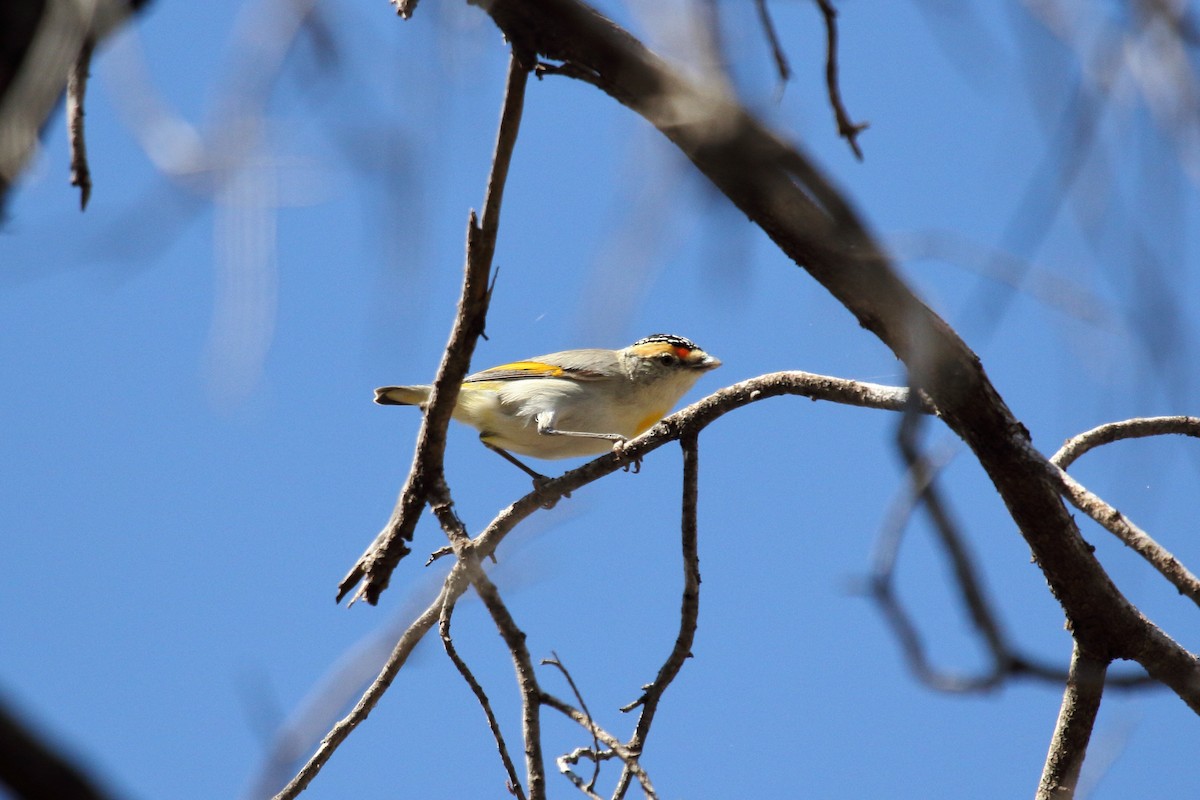 Red-browed Pardalote - ML607396571